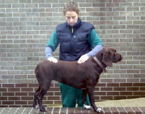 Dog Massage Treatment